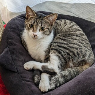 猫大好き　メスのサバトラちゃん