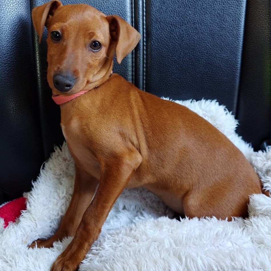 紅葉のカバー写真