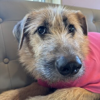 クマさんみたいなのっそり大型犬の女の子