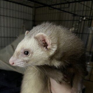 フェレットの里親募集