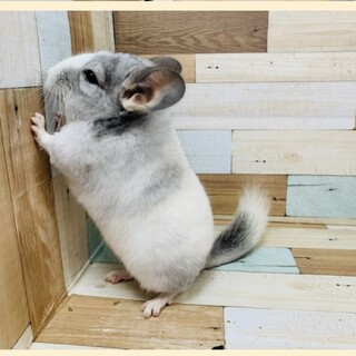 ふわふわ陽気なチンチラの男の子　パピちゃん