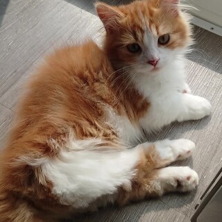 後ろ脚の不自由なマンチカン短足君です。