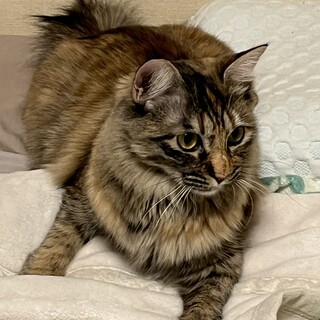 【2/18月島】麦わら半長毛の美猫・勝気で甘えん坊