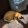 寒がりで、日向ぼっこが好きです。
