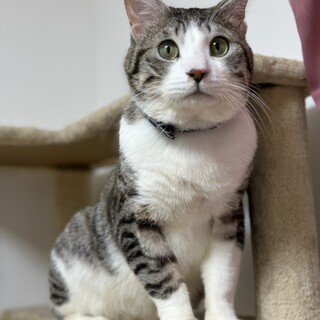 人慣れ抜群！とても飼いやすい男の子です。