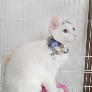 ★里親様決定!★人懐こくてヤンチャな兄弟❤ふぅ