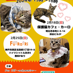 明石譲渡会☆第145回ハピニャンwithカーロ サムネイル1