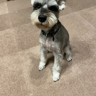 大切に育ててくれる方を募集しています。