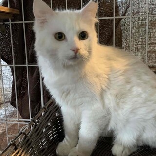 ４　くぅちゃん（オス）