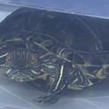 ミシシッピアカミミガメの里親募集です