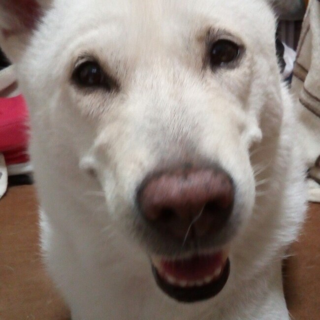 娘リリィのカバー写真