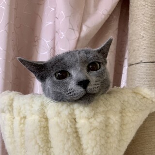 ロシアンブルーアーニャちゃん㊗️トライアル決定