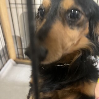 迷子で保護しているダックスちゃんの里親様募集