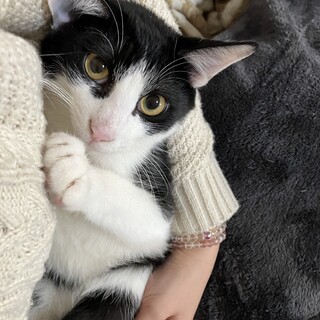 保健所から引取り★のぶし君