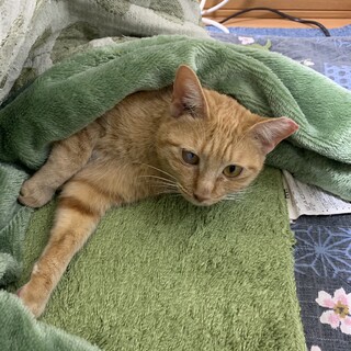 甘えん坊な茶トラ女子フランちゃん