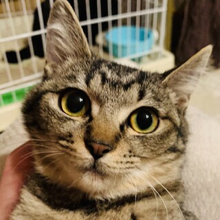 ①マヌルネコ？！　よもぎ　ツンデレ　キジトラ　雌