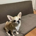 怖がりで人見知りチワワ♀現在お話進んでいます。