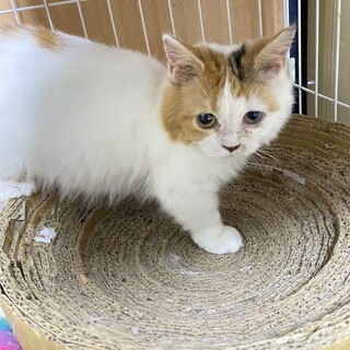 遺棄されたケイちゃんにずっとの幸せを！