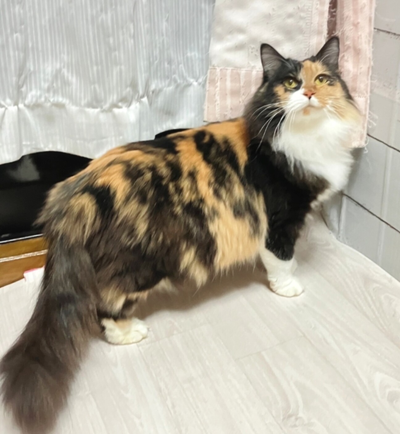 長毛人馴れ抜群三毛猫さん」東京都 - 猫の里親募集(483200
