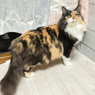 長毛人馴れ抜群三毛猫さん」東京都 - 猫の里親募集(483200
