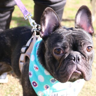 フレブル好きにはたまらないご陽気君『ルート』3歳