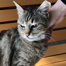 保護猫の譲渡会in春日井 サムネイル2