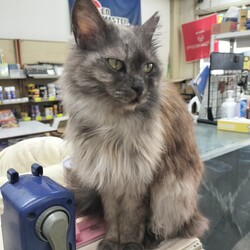 保護猫の譲渡会in春日井 サムネイル3