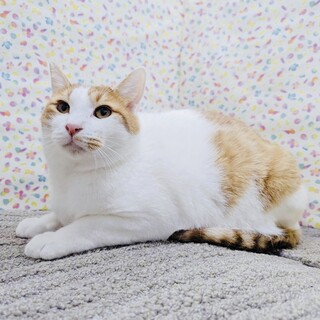 【3/24東日本橋】お腹を撫でて♥️またたび二郎