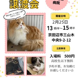 ねこの譲渡会＠京田辺市