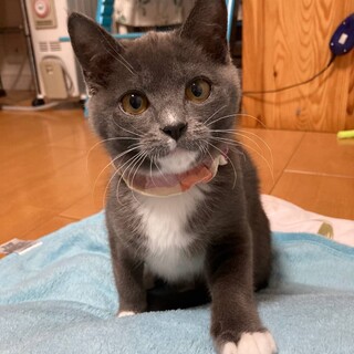 猫じゃらし大好き珍しいグレー猫⭐︎アン君