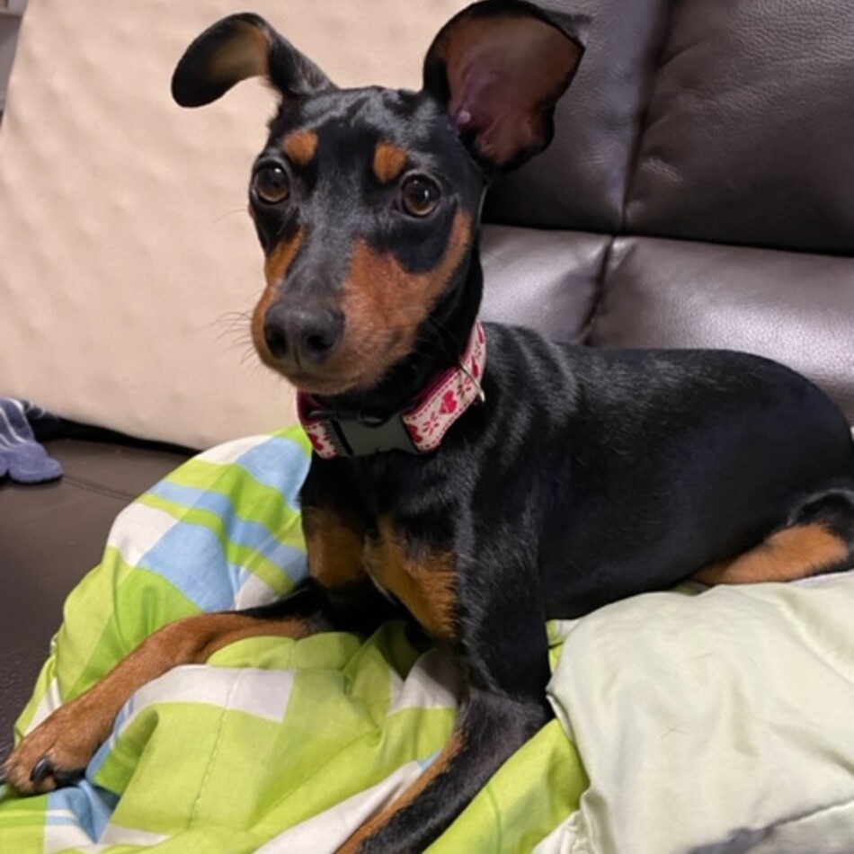 ルビーのカバー写真