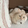 久しぶりに投稿します。少し老けました。変わらず世界一かわいいです。