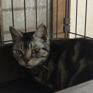 【急募/代理投稿】3歳アメリカンショートヘア