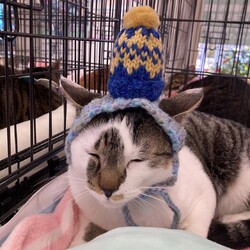 川口Cats保護猫譲渡会