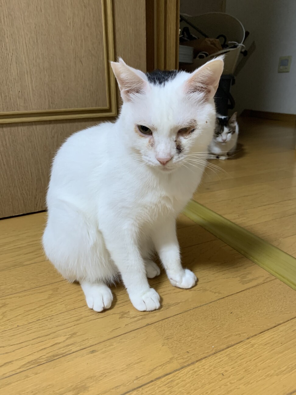てんてん