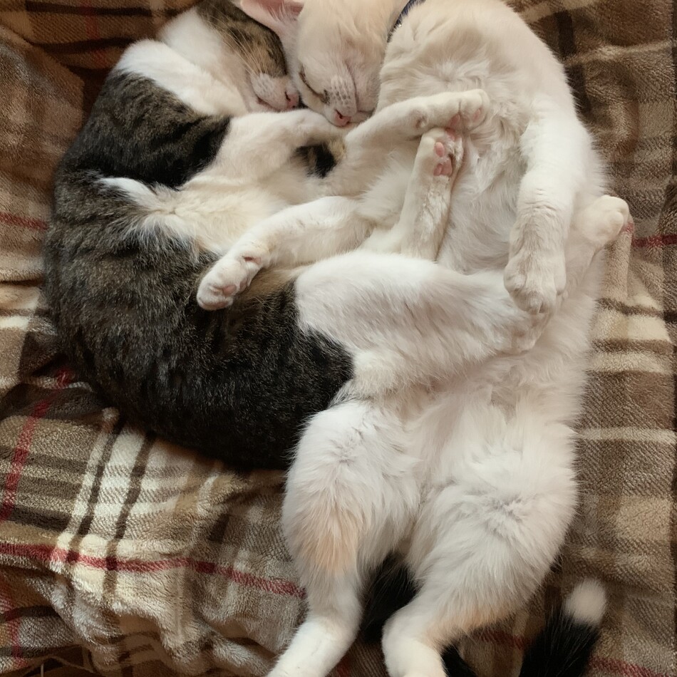 てんてんのカバー写真