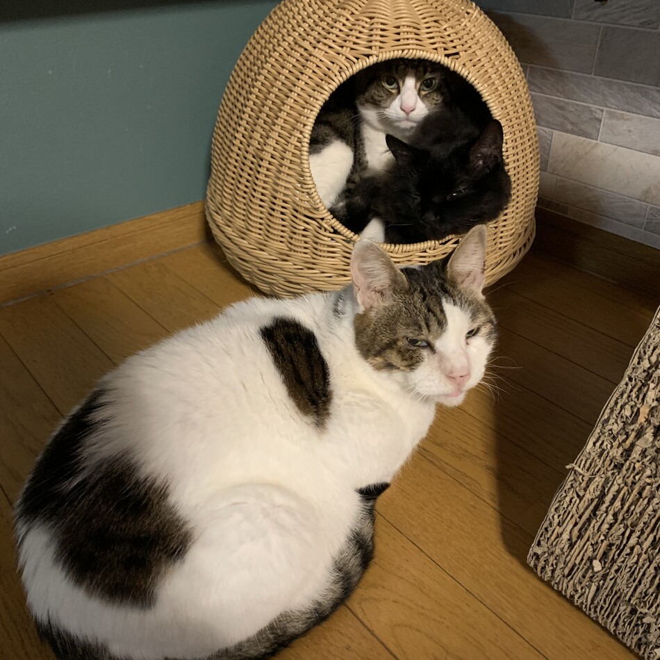 みーのカバー写真