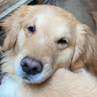 募集一時中止　ゴールデンレトリバーの女の子