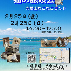 葉山ねこねこランド保護猫譲渡会