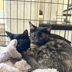 葉山ねこねこランド保護猫譲渡会 サムネイル2