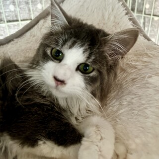 ずっとのおうちを探しています