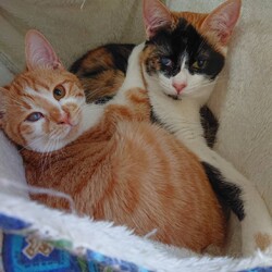 葉山ねこねこランド保護猫譲渡会 サムネイル3
