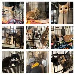 保護にゃん約30匹の大保護猫譲渡会