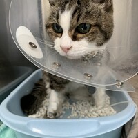 村山　にゃーにゃ