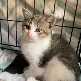 可愛いコロコロのキジ白 グロッキー君４ヶ月