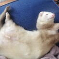 フェレットを可愛がってくれる里親を探しています