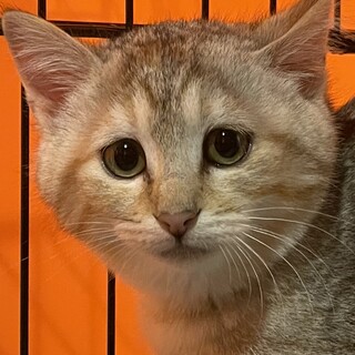 推定月齢４ヶ月〜５ヶ月、白っぽいキジ柄で活発な性格