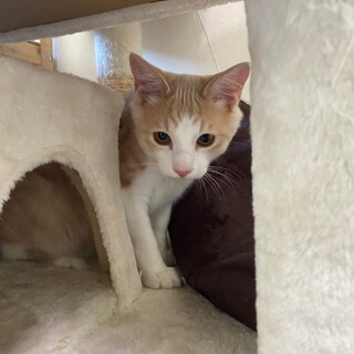 人馴れ抜群！茶白の男の子