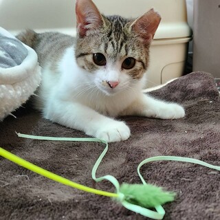 おっとり女子♪エイズキャリアあきこさん