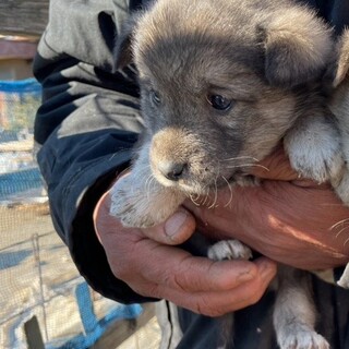 募集中止　賢い雑種のパピー